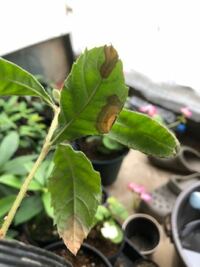 貰ったビワの種をプランターに植えておいたら芽がでてきました Yahoo 知恵袋