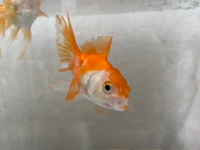 飼っている金魚なのですが この症状は尾ぐされ病なのでしょうか 尾び Yahoo 知恵袋