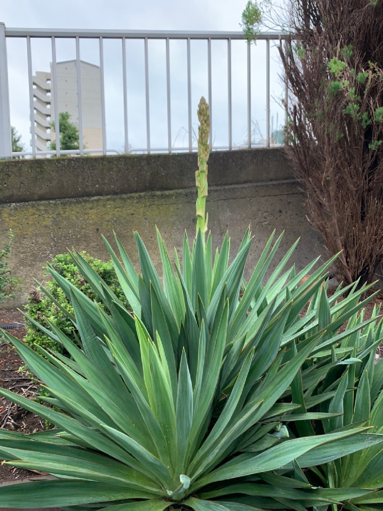 鎮魂という花言葉を持つ花はイチョウ以外にありますか 花言葉の逆引き辞典 Yahoo 知恵袋