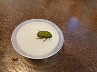 これは何という虫ですか 家で飼えますか 大きさは１４ミリほどです ツヤ Yahoo 知恵袋