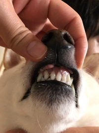 犬に詳しい方いたら教えてください 先程 ペットと遊んでおり 犬がいーっ っと Yahoo 知恵袋