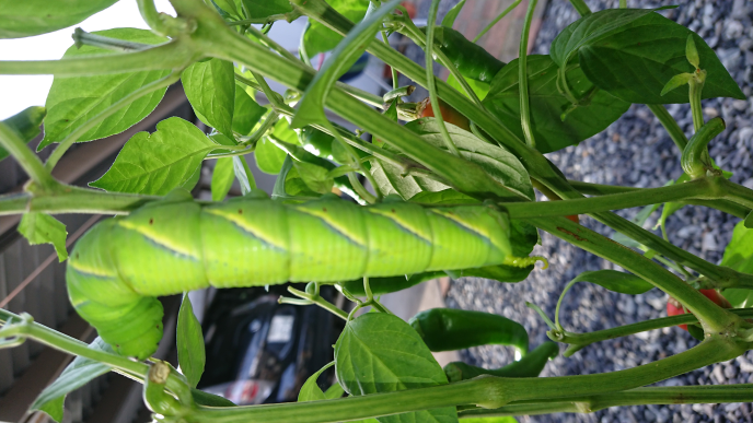 胡蝶蘭の葉焼してしまった後の対策を教えて下さい 夏の直射日光 Yahoo 知恵袋