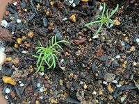 これは何の植物の芽でしょうか コスモスでは Ghtom Yahoo 知恵袋