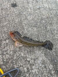 この魚は毒がありますか 毒がなければ食べたいんですが 食べても心配無い Yahoo 知恵袋