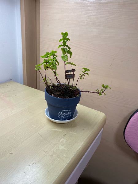 胡蝶蘭の葉焼してしまった後の対策を教えて下さい 夏の直射日光 Yahoo 知恵袋