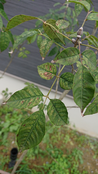 今年の6月に植えたばかりのアオダモが 病気のようです 葉が黒っぽくなって 全体 Yahoo 知恵袋
