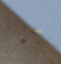 ウッドデッキを見たら１ｍｍ ２ｍｍくらいの小さな虫が大量にくっつい Yahoo 知恵袋