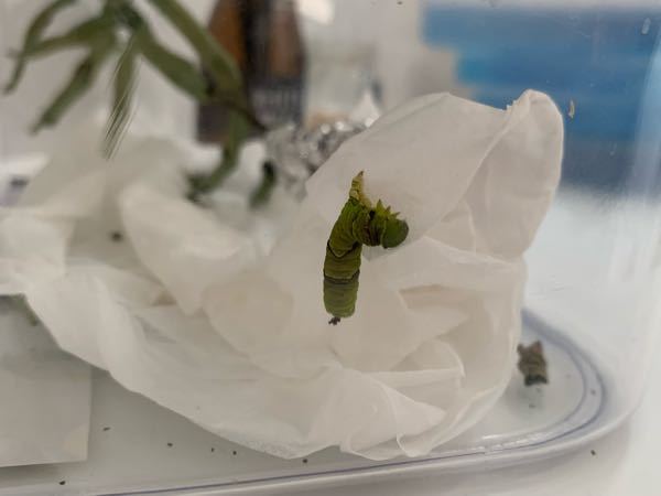 青虫について 娘が青虫を連れて帰ってきて飼ってるのですが糞をしながら動 Yahoo 知恵袋