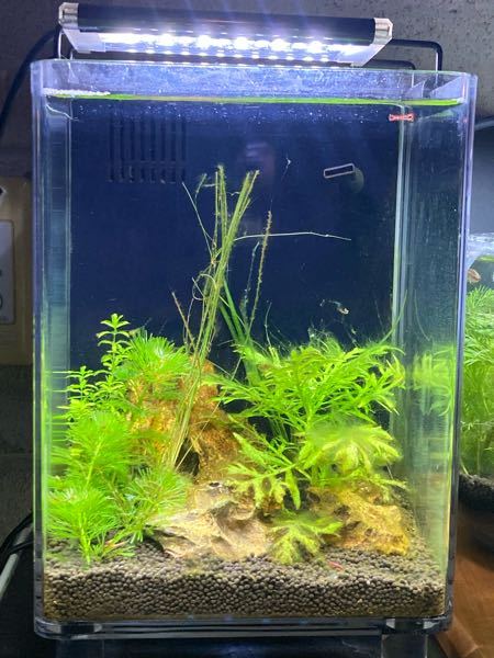 ドジョウだと 水草掘りかえされちゃいますかね それともある程度根を Yahoo 知恵袋