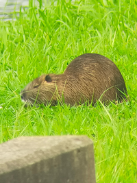 家の近くの池でこのような動物に遭遇しました これがなんの動物か知りたいです Yahoo 知恵袋