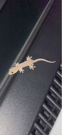 これはイモリ ヤモリ ニホンヤモリ系ですね 大きさはどれ位でしょうか Yahoo 知恵袋