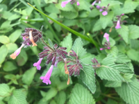 花の名前を教えてください 9月初旬 山で撮りました よろしくお願い Yahoo 知恵袋