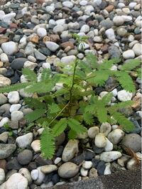 この植物の名前を教えてください 勝手に生えてきました オジギソウかと思 Yahoo 知恵袋