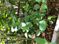 この植物の名前をご存知の方は教えて下さい 家の花壇に生えてきました Yahoo 知恵袋