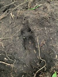 動物の足跡です 何の動物か分かれば教えてください Yahoo 知恵袋