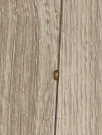 米びつの近くにこんな虫を発見しました 色々調べたのですがこれはチャタテムシで Yahoo 知恵袋