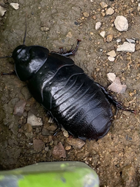 マリオカート8デラックスでミニマップにアイテムテーブルのやつを表示させ Yahoo 知恵袋