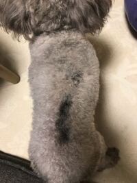 犬の陰睾 いんこう 停留睾丸で 去勢手術を選択した飼い主さま Yahoo 知恵袋