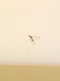 3mm程の茶色の羽虫が家に大量発生しています 対策を行いたいのでこの虫の名前 Yahoo 知恵袋