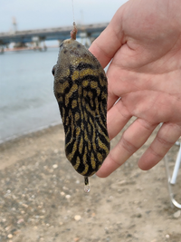 原神で今日から始まった釣りタイムアタックイベントでいずれ漁獲の凸素材の Yahoo 知恵袋