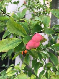 自宅の庭に紫陽花を植えるのは縁起が悪いと言われたのですが本当ですか 庭に Yahoo 知恵袋