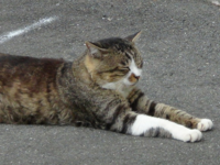 飼い猫がなつかないです 三年以上飼っている猫なのになつきません いつも私を Yahoo 知恵袋