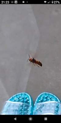 この写真のハチは何という蜂でしょうか？ 