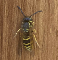 蜂の種類について質問させて下さい 現在アメリカに住んでおり 家の周りに写真の Yahoo 知恵袋