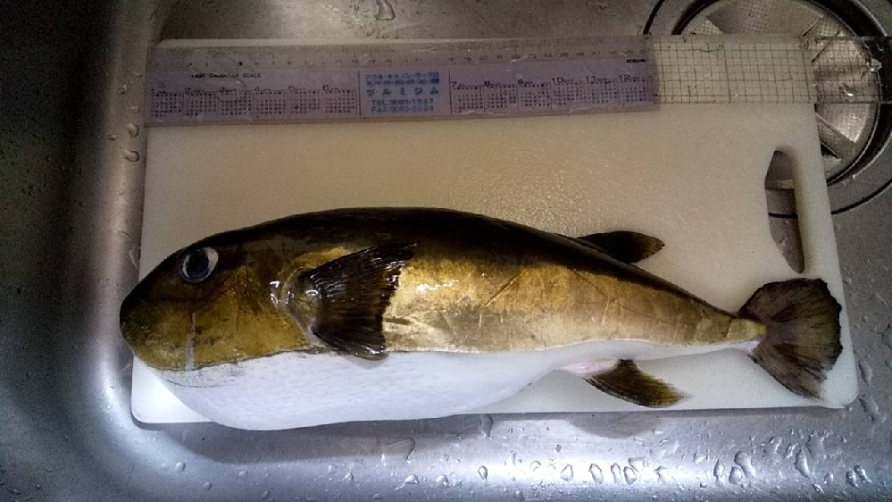 和歌山沖で釣れました こんなに大きいのは初めて見るのですが シロサ Yahoo 知恵袋
