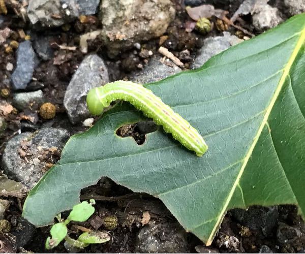 ハサミムシの幼虫 小さいハサミムシ が家に出ました 2回目です 2 Yahoo 知恵袋