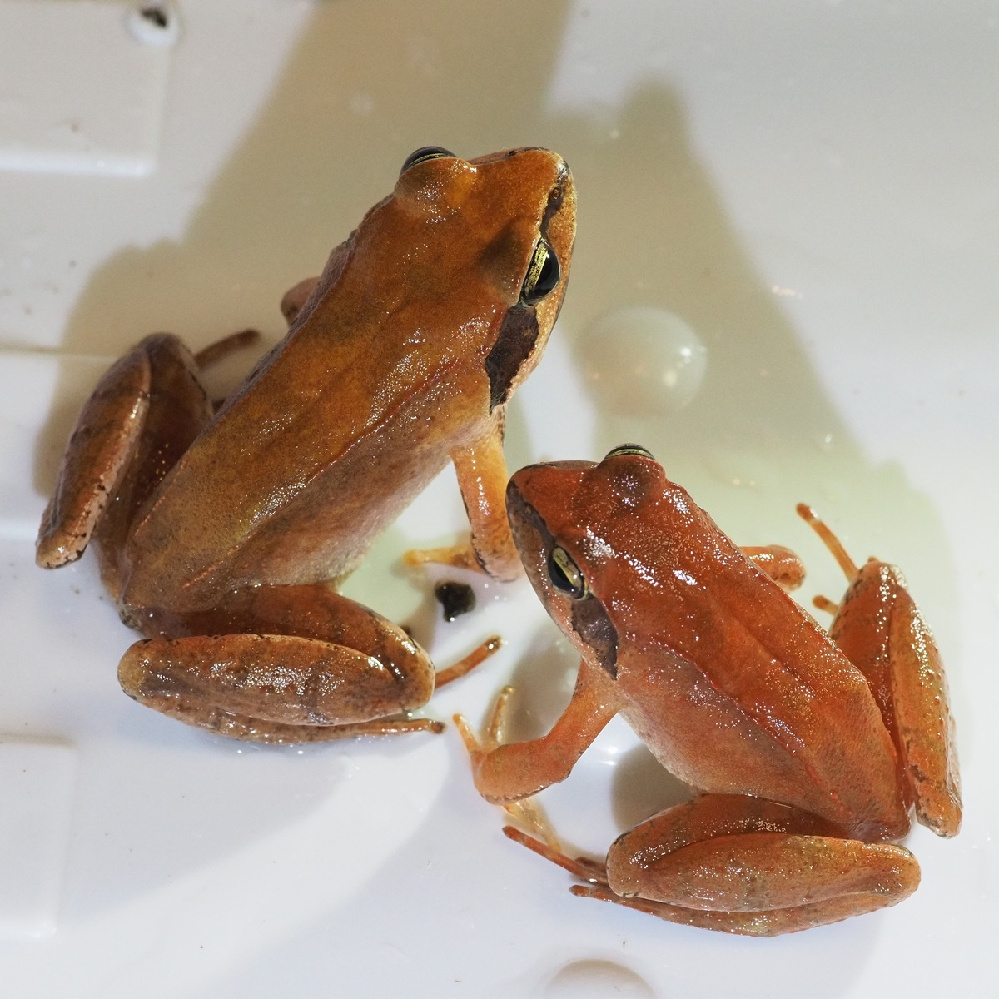 この蛙の名前はなんでしょうか 山麓でカブトムシやクワガタム Yahoo 知恵袋