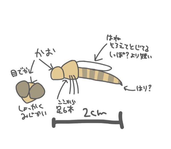 セミのひぐらしって なんでちゃんと夕方っぽい鳴き方をするんですか 偶然で Yahoo 知恵袋