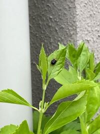 この虫はなんですか 庭の葉っぱに結構ついてるんですがスプレーとかで Yahoo 知恵袋