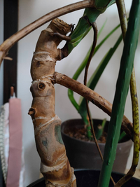 モンステラの育て方 大きく立派に育てたいです 普通のモンステラと Yahoo 知恵袋