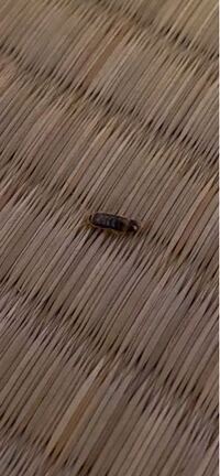 この虫はなんの虫かわかりますか ゴキブリの赤ちゃんでしょうか Yahoo 知恵袋