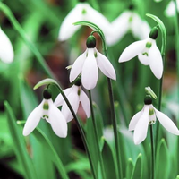 深い花言葉や怖い花言葉探してます有名な花の方がいいですがマイナーのでも全然構 Yahoo 知恵袋