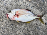 急募このお魚の種類を教えて下さいひたちなか市のおさかな市場近くで今方さびき釣 Yahoo 知恵袋