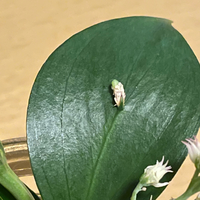 葉の名前フラワーアレンジメントをいただきました 葉になにか小さい白いものがつ Yahoo 知恵袋