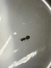 この蟻 アリ やばいですか 家にこの蟻がいたのですがちょっとよく見る普 Yahoo 知恵袋