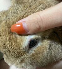 最近 写真のように目に中に白いものがあります 何かの病気なのでしょうか 心 Yahoo 知恵袋