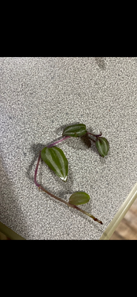 この植物の名前を忘れました 茎が紫っぽく葉の裏も紫色葉っぱには銀の Yahoo 知恵袋