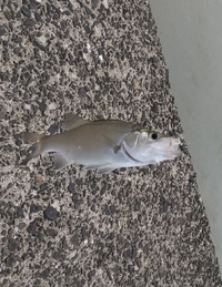 この魚は何という名前でしょうか およそ１ヶ月前の８月に 佐賀県の松 Yahoo 知恵袋