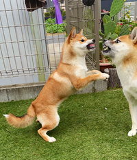 ドッグランを商売としてやりたいと思ってます 愛犬の運動場感覚なので Yahoo 知恵袋