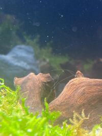 アクアリウム初心者です 現在立上げ1ヶ月ほどです パイロット Yahoo 知恵袋