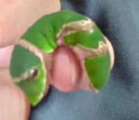 これは何アゲハの幼虫でしょうか ベランダのグレープフルーツの木につ Yahoo 知恵袋