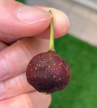 栗ってどういうつもりなのでしょうか 木の実なのに トゲトゲして Yahoo 知恵袋