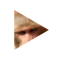 トラvsライオン どちらが強いですか Yahoo 知恵袋