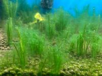 アクアリウムは始めたばかりです 60cm水槽トライアングルグロウ8時間コ Yahoo 知恵袋