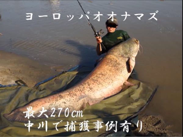 日本で釣れた過去最高の淡水魚はコレですか 画像が 日本の中川で釣れたの Yahoo 知恵袋