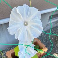 頂き物の種から 予想外の朝顔が咲きました こちらの朝顔はなん Yahoo 知恵袋